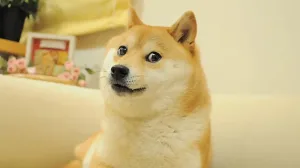 Kabosu เจ้าสุนัขที่เป็นต้นแบบมีม Doge เสียชีวิตในอายุ 17 ปี